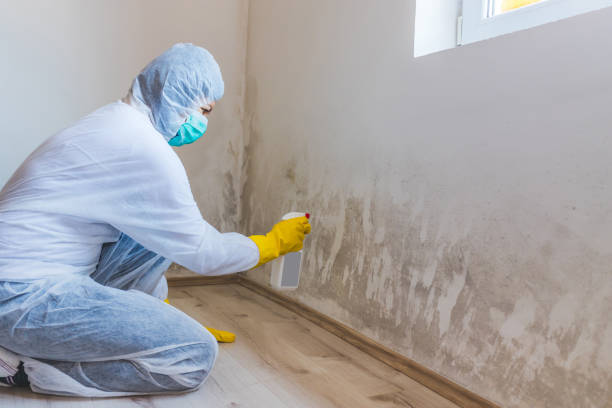 Licensed Mold Removal service in Henderson, MD - WQB Mold Removal