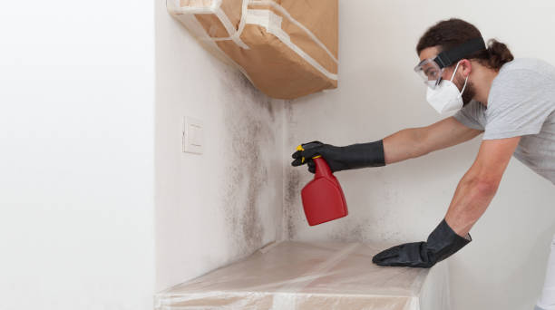 Professional Mold Removal technician working in Henderson, MD