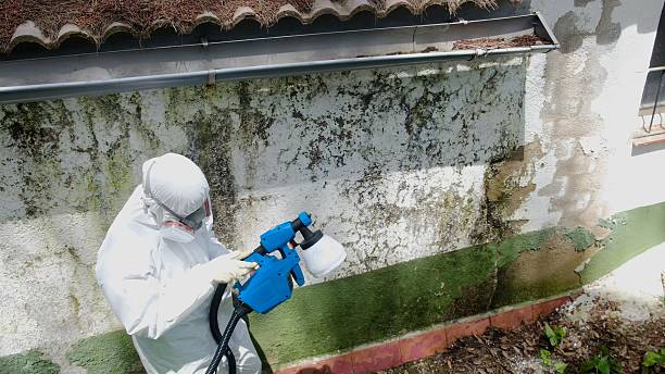 Top rated local Mold Removal specialists in Henderson, MD